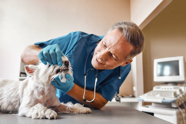 Best Emergency Denture Repair in Roseville, MN